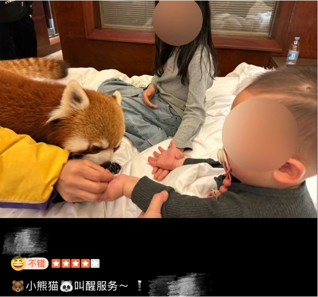 小熊猫